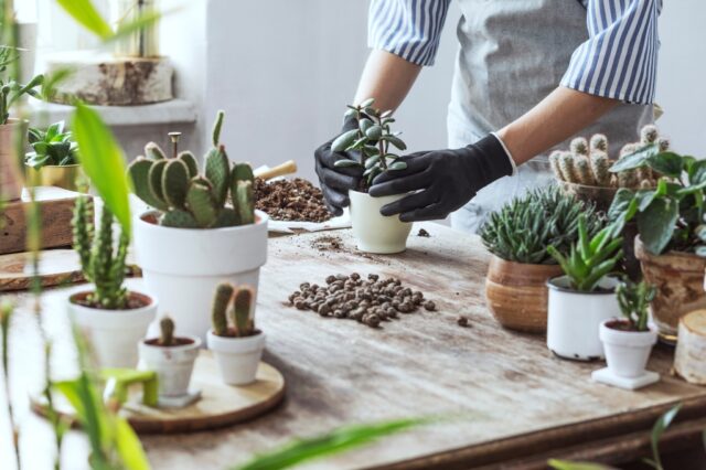 Vetplantjes Verzorgen Tips Op Een Rijtje Ik Woon Fijn