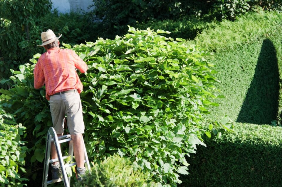 Geen inkijk meer 5 x privacy in tuin tips Ik woon fijn