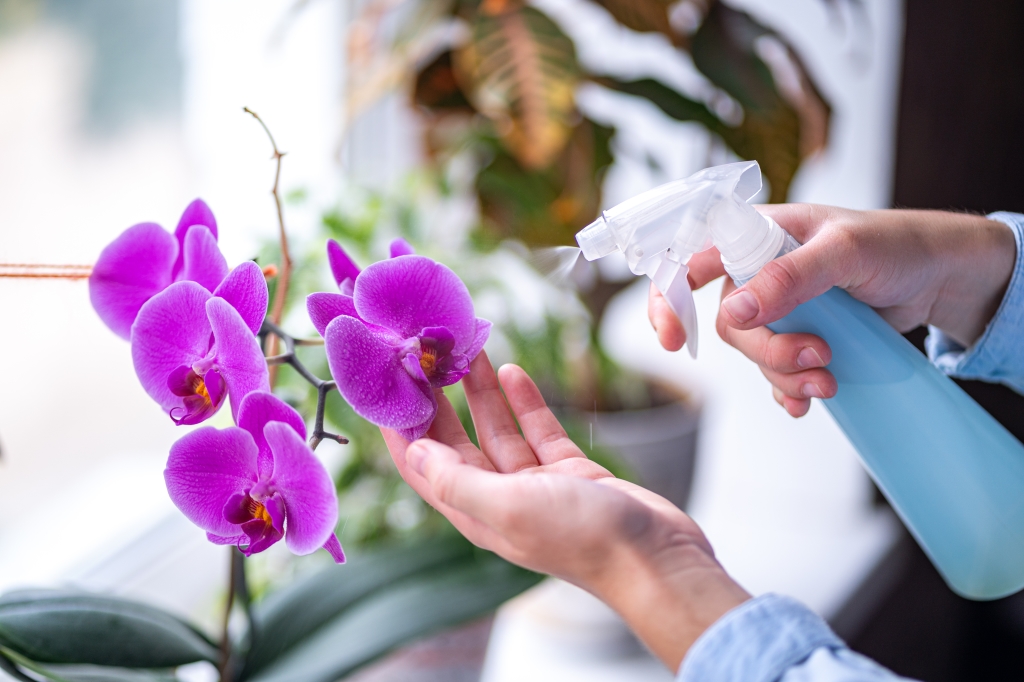 orchidee verzorgen